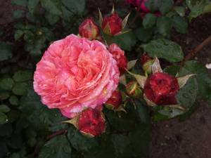 IMG_20250629_171706.thumb.jpg.d9c8fe8139c60ae5e9d977de6f93fa44.jpg