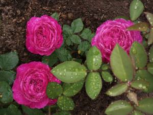 IMG_20250629_171715.thumb.jpg.d90b1dca2b417c5c5cfd13a02623fea1.jpg