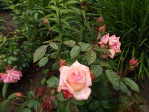 IMG_20250630_114546.thumb.jpg.cb7e596d59e51c92c3a7c46b8f38d284.jpg