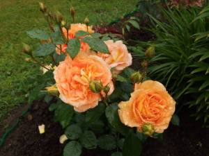IMG_20250630_114605.thumb.jpg.d4e11ef411a64f5074dbd6441bfb5b04.jpg