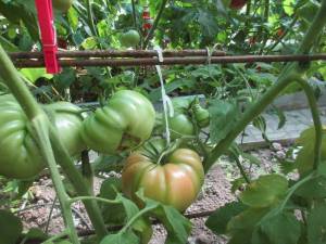 IMG_4080.thumb.jpg.c4b94f54aa025d37948c41cc001c68cc.jpg