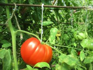 IMG_4099.thumb.jpg.9e47732c519aeb24d0bc43fd08156f4a.jpg