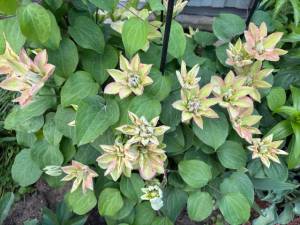 IMG_5026.jpeg