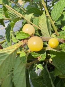 IMG_5278.jpeg