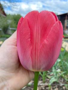 IMG_5322.thumb.jpeg.ca6d70068383bacc2e168915fa55ba6f.jpeg