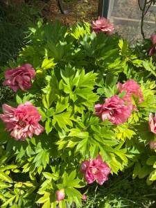 IMG_5381.jpeg