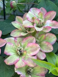IMG_5415.jpeg