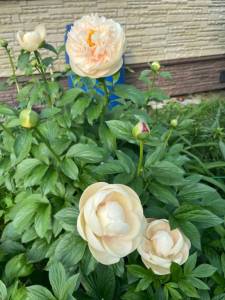IMG_5848.thumb.jpeg.f34cdca0d43c1e80b86e211b382396b9.jpeg