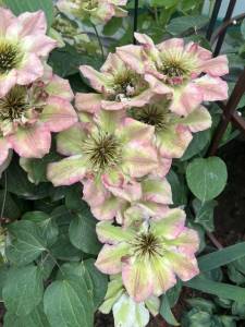 IMG_5930.jpeg