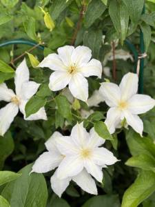 IMG_6028.jpeg