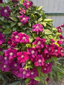 IMG_6557.jpeg