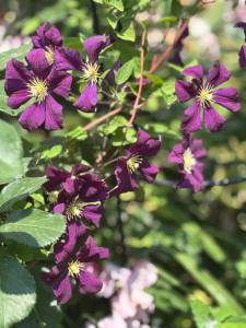 IMG_6558.jpeg