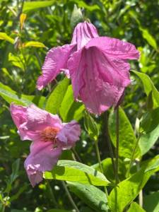 IMG_6563.jpeg