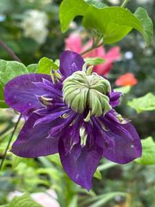 IMG_6571.jpeg