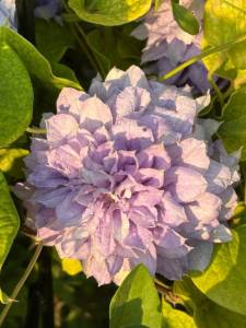 IMG_6599.jpeg