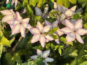 IMG_6600.jpeg