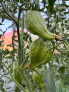 IMG_6949.jpeg