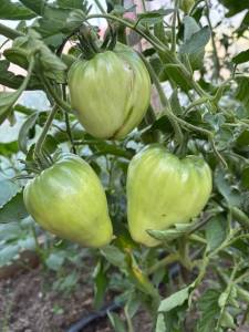 IMG_6950.jpeg