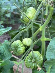 IMG_6953.jpeg