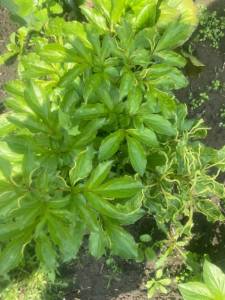 IMG_8480.jpeg