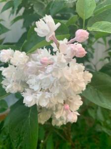 IMG_8631.jpeg