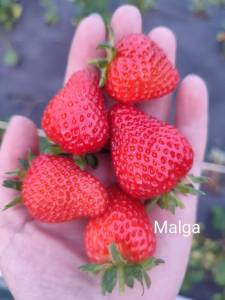 Malga.thumb.jpg.cd2b7030f6e2c9242f63aa201377def7.jpg