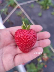 Valiant.thumb.jpg.cc392a4fd88596f956f5175e241ec07d.jpg