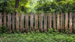 board-fence-plain-1-scaled.thumb.jpg.7c754a9beb6fe90c91e25162cf9609e6.jpg