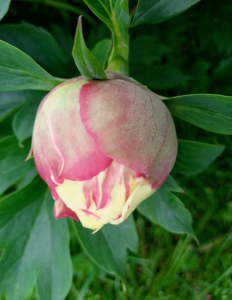 image.thumb.png.17d97c2684614971ffce2e5dcb315375.png