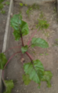 image.thumb.png.180646db568dd131c85c0a092e26a30f.png