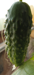 image.thumb.png.259f4cb0fc50e55d332231375132ca00.png