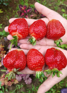 image.thumb.png.39e470c49ff14f87fe55f002c9170736.png