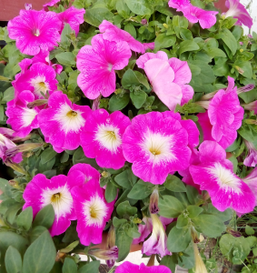 image.thumb.png.3b2d51f97cd2e80f84118ecd23fbcb69.png