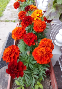 image.thumb.png.6d6310216762fc4aa062ce5508cfce0e.png