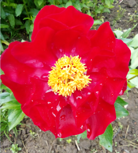 image.thumb.png.77b7d11c4ed2f5b8f5745bdf3dc75907.png