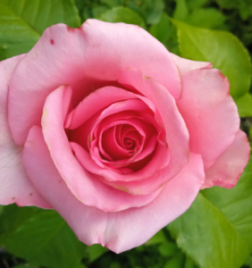 image.thumb.png.b14821280b80c3febafd40c528cfb50b.png