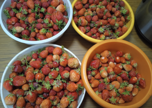 image.thumb.png.b25f2df49ce33dbabf1a595d3b922290.png