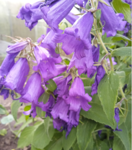 image.thumb.png.bd52639031bc9f9970e9b57dacfb8876.png