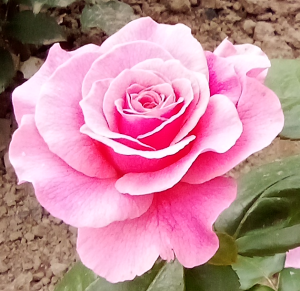 image.thumb.png.bdd016b3c9e16494a95602990172f4b1.png