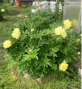 image.thumb.png.cbcb9f09ecd7fc66068baf383aafbdec.png