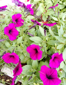 image.thumb.png.ce929ef0659b8fe5bd9848bf92ce1c62.png