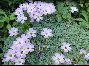 image.thumb.png.f682bfaf6621ff6a2d75e2d1fefdfa8b.png