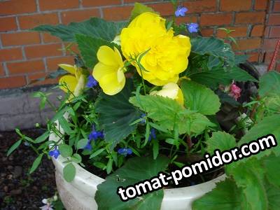 large.DSC01082.JPG.2deb3d13f2fc00c813771d761625fd96.JPG
