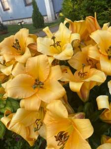 010F52AC-6D0B-47BE-9442-A4018FF25D7B.jpeg