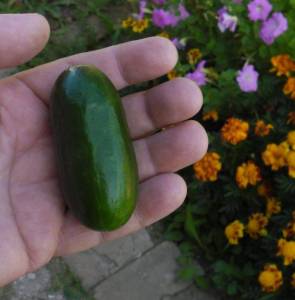 1.thumb.JPG.51ee88b722fc90019b0368c31a74c25b.JPG