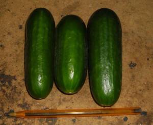 1.thumb.JPG.ec2b3e2fa5dab29b80d255cdea58812f.JPG