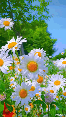 125389199_.thumb.gif.97cba59e7c5037027808ff3778b5f768.gif