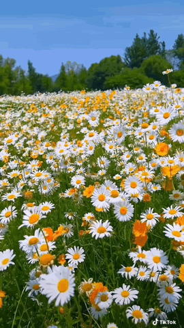 1350663991_.thumb.gif.0199ca0d23b9a10a6736d533cd8226f3.gif