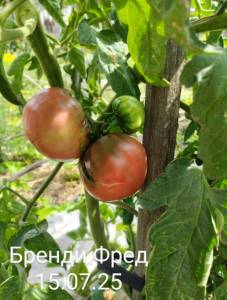 IMG_20250715_162549~2.jpg
