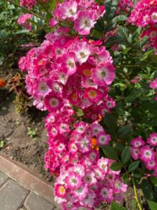 151845DB-9DFF-4898-A2AF-6EF2DE235A26.jpeg